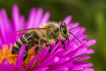 Biene auf pinker Blüte